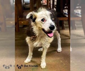 Border Collie Dogs for adoption in Mount Juliet, TN, USA