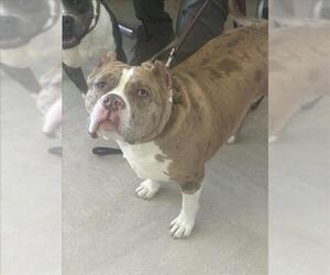 American Pit Bull Terrier Dogs for adoption in Derwood, MD, USA