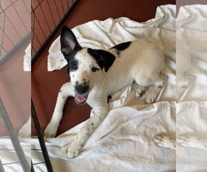 Mutt Dogs for adoption in Davis, CA, USA