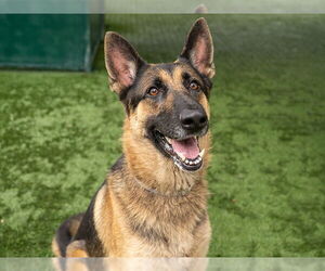 German Shepherd Dog Dogs for adoption in Pasadena, CA, USA