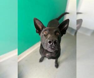 German Shepherd Dog-Unknown Mix Dogs for adoption in Visalia, CA, USA