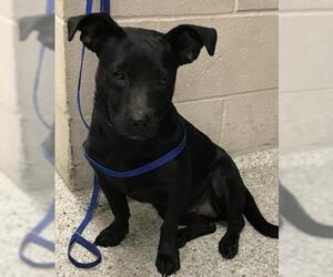 Labrador Retriever-Unknown Mix Dogs for adoption in Conroe, TX, USA