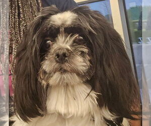 Shih Tzu Dogs for adoption in San Antonio, TX, USA