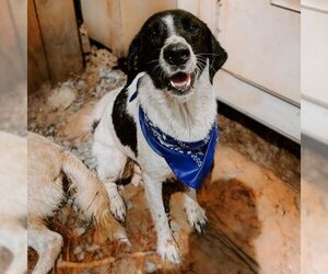 Border Collie Dogs for adoption in Phenix City, AL, USA