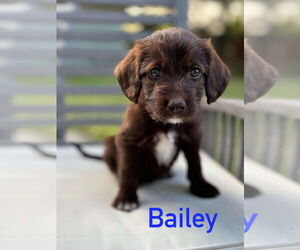 Mutt Dogs for adoption in Hillsboro, MO, USA