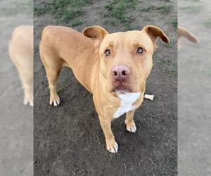 Staffordshire Bull Terrier Dogs for adoption in Bakersfield, CA, USA