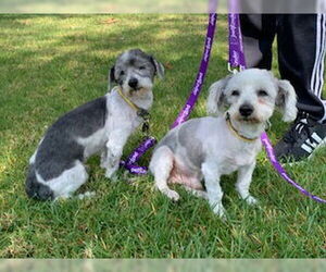 Maltese Dogs for adoption in Menifee, CA, USA