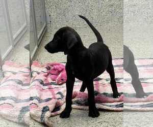 Mutt Dogs for adoption in Mechanicsburg, PA, USA
