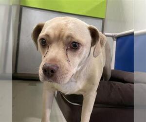 American Pit Bull Terrier-Labrador Retriever Mix Dogs for adoption in Bakersfield, CA, USA