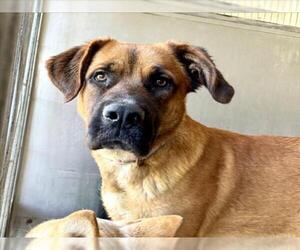 German Shepherd Dog Dogs for adoption in San Bernardino, CA, USA