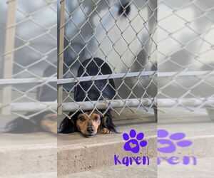 Dachshund Dogs for adoption in Monte Vista, CO, USA