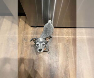 Mutt Dogs for adoption in Garden City, NY, USA