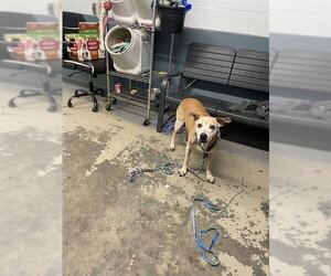 Black Mouth Cur-Unknown Mix Dogs for adoption in Tallahassee, FL, USA