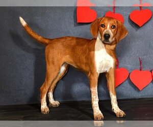 Redbone Coonhound Dogs for adoption in West Valley, UT, USA