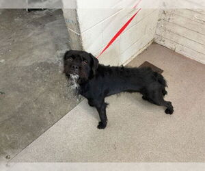 Tibetan Terrier-Unknown Mix Dogs for adoption in San Bernardino, CA, USA