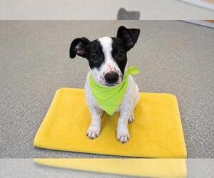 Cardigan Welsh Corgi-Labrador Retriever Mix Dogs for adoption in Orange, CA, USA
