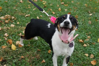 Australian Shepherd-Rat Terrier Mix Dogs for adoption in Mattoon, IL, USA