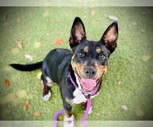 Mutt Dogs for adoption in Orlando, FL, USA