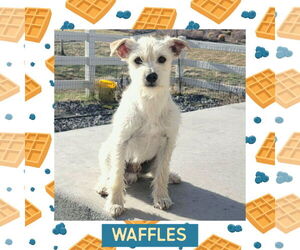 Mutt Dogs for adoption in Littleton, CO, USA