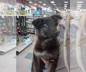 Australian Shepherd-Unknown Mix Dogs for adoption in Palatine/Kildeer/Buffalo grove, IL, USA