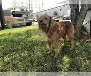 Norfolk Terrier Dogs for adoption in Rosenberg, TX, USA
