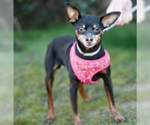 Miniature Pinscher Dogs for adoption in Salinas, CA, USA