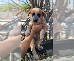 Mutt Dogs for adoption in San Antonio, TX, USA