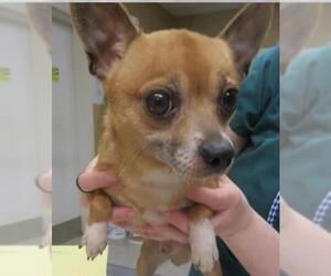 Chihuahua Dogs for adoption in Columbia, TN, USA