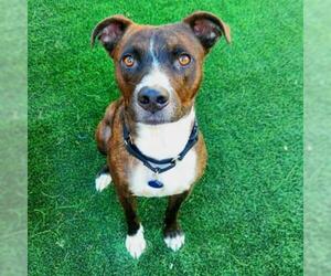 Boston Terrier Dogs for adoption in Tempe, AZ, USA
