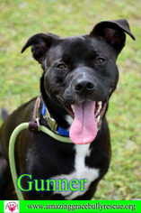 Bulloxer Dogs for adoption in Pensacola, FL, USA