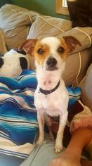 Jack Russell Terrier Dogs for adoption in Pequot Lakes, MN, USA