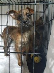Mutt Dogs for adoption in Clayton, CA, USA