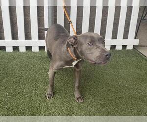 Mutt Dogs for adoption in Modesto, CA, USA