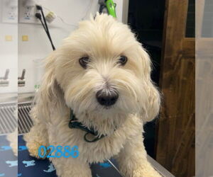 Poodle (Miniature)-Unknown Mix Dogs for adoption in Chico, CA, USA