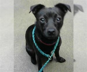 Chihuahua-Parson Russell Terrier Mix Dogs for adoption in Sacramento, CA, USA