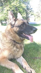 German Shepherd Dog Dogs for adoption in Detroit Lakes, MN, USA