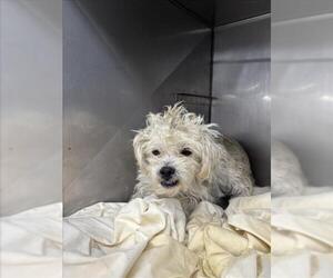 Mutt Dogs for adoption in San Bernardino, CA, USA