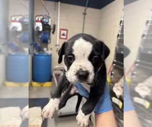 American Pit Bull Terrier Dogs for adoption in Modesto, CA, USA