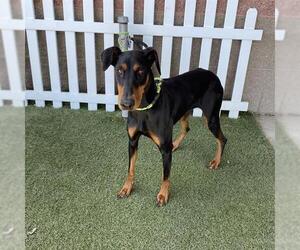 Doberman Pinscher Dogs for adoption in Modesto, CA, USA