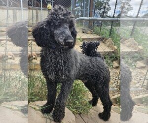 Poodle (Standard) Dogs for adoption in Bon Carbo, CO, USA