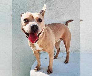 American Pit Bull Terrier-Unknown Mix Dogs for adoption in Tracy, CA, USA