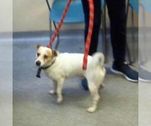 Jack Russell Terrier Dogs for adoption in Wadena, MN, USA
