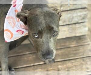 American Pit Bull Terrier Dogs for adoption in Tulsa, OK, USA