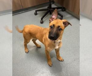 Mutt Dogs for adoption in Baytown, TX, USA