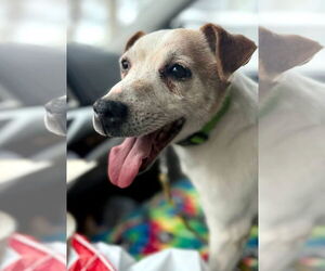 Jack Russell Terrier Dogs for adoption in Buffalo, MN, USA