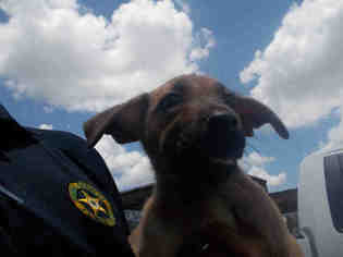 German Shorthaired Pointer Dogs for adoption in Rosenberg, TX, USA