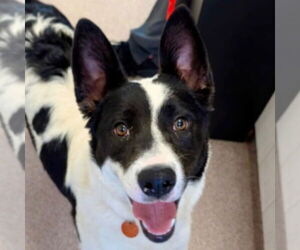 Medium Photo #15 Border Collie-Unknown Mix Puppy For Sale in Canton, CT, USA