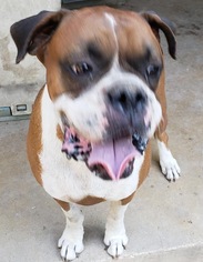 Medium Photo #1 Boxer Puppy For Sale in Pipe Creek, TX, USA