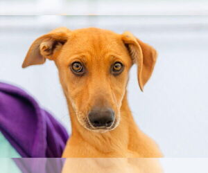 Mutt Dogs for adoption in Canton, CT, USA