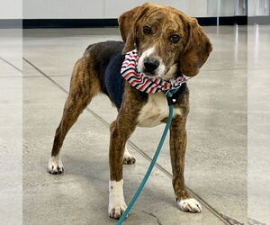 Beagle-Unknown Mix Dogs for adoption in Batavia, OH, USA